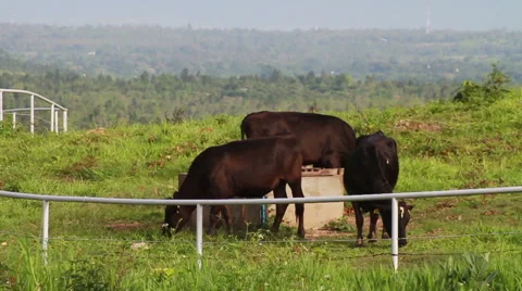 Dairy Cattle Stock Footage 41412420