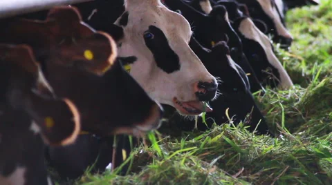 Dairy Cattle Stock Footage 41452608