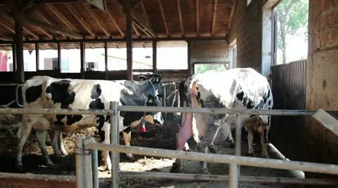 Dairy Cattle Going to Milking Stock Footage 11153120