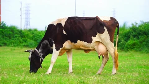 Dairy cattle graze on the open green meadows Stock Footage 288558207