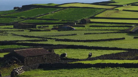 Dairy Cattle Grazing In Agricultural Fields Separated By Ancient Black Stone 스톡 동영상 337207724