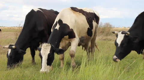 Dairy Cattle, Grazing Stock Footage 26405579
