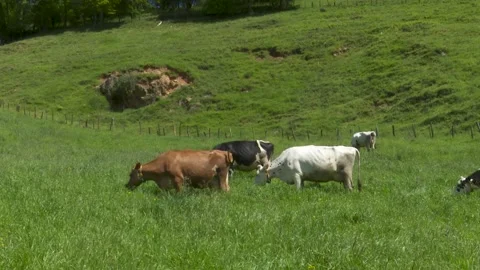 Dairy cattle herd grazing in green grass meadow 库存影片 339768683