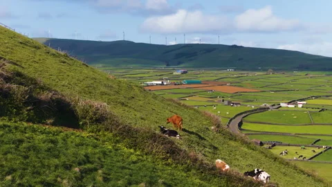 Dairy Cattle Herd Grazing In The Slope Of Pico Dona Joana In Terceira Island Stock-Footage 337208140
