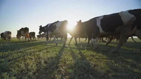 Dairy Cattle Herd Heading Back to the Farm in Warm Sunset Rays 스톡 동영상 343781404