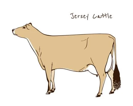 Dairy cattle illustration Stock Illustration