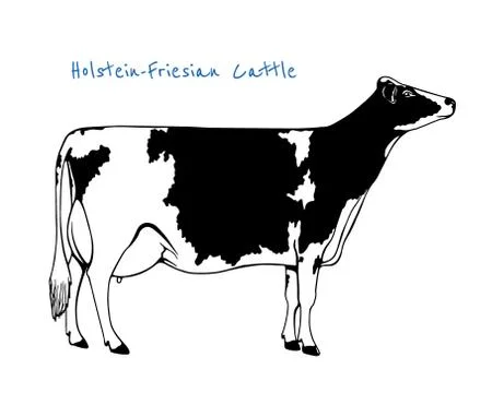 Dairy cattle illustration Illustrazione stock