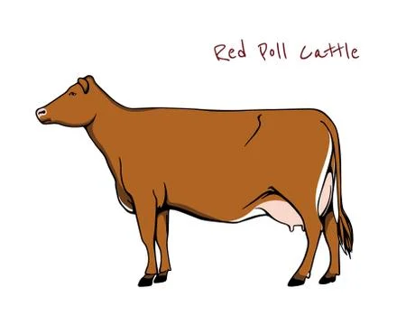 Dairy cattle illustration Stock Illustration