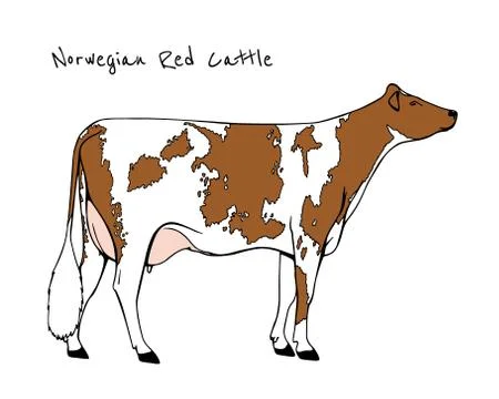 Dairy cattle illustration Stock Illustration