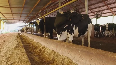 Dairy cattle inside the shed Video stock 92596371