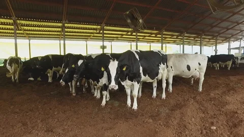 Dairy cattle inside the shed 库存影片 92596397