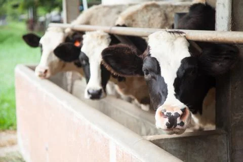 Dairy cattle Stock Photos