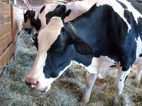 Dairy cattle Stock Photos