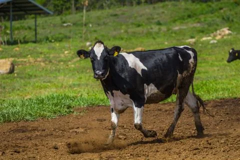 Dairy Cattle Fotos Stock