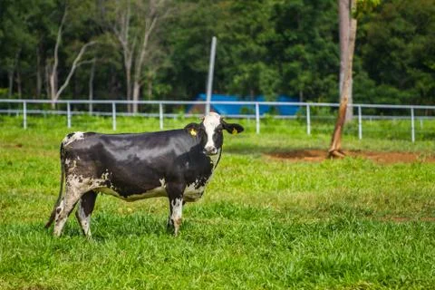 Dairy Cattle Fotos Stock