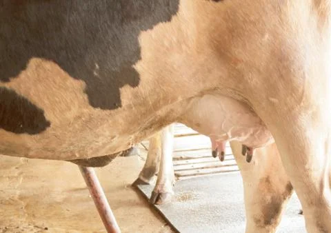 Dairy cattle Stock Photos