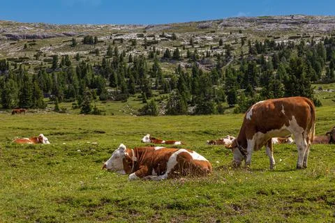 Dairy cattle Stock Photos