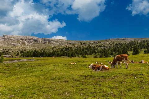 Dairy cattle Stock Photos
