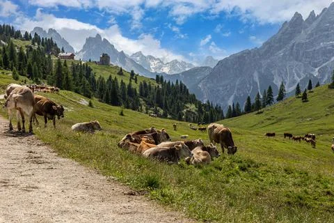 Dairy cattle Stock Photos