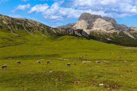 Dairy cattle Stock Photos