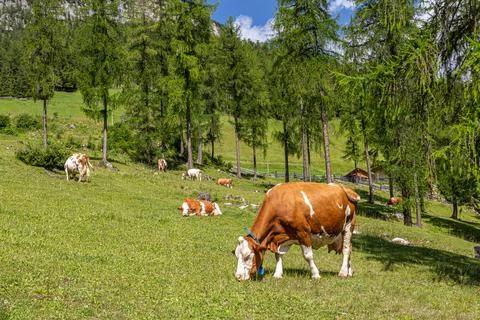 Dairy cattle Stock Photos