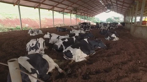 Dairy cattle resting 库存影片 92596385