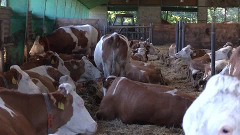 Dairy Cattle Resting Inside Livestock Barn Stock-Footage 344656522