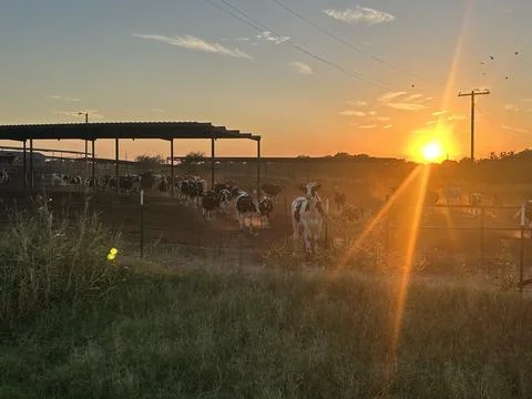 Dairy Cattle in Texas Feed Yard at Sunset with Golden Sun Rays Fotos Stock