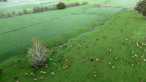Dairy cattle on their daily routine grazing NSW Australia Video stock 334584899