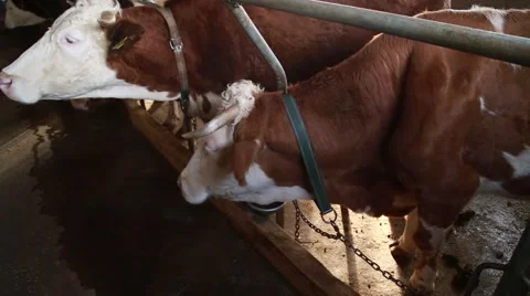 Dairy cattle tied in the stable Stock-Footage 58862555