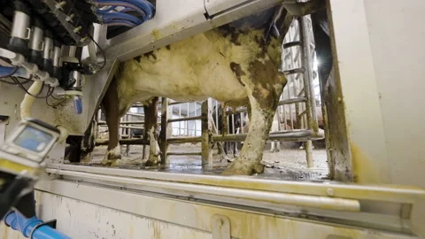 Dairy Cattle Walkthrough Stable, Declined By Automatic Milking Machine. - Vídeos de archivo 171099068