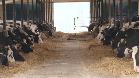 Dairy cow. Black and white cows eating lucerne hay on dutch farm indoor Video stock 101191237