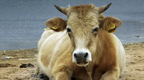 Dairy cow (Bos taurus) eating grass near lake Stock Footage