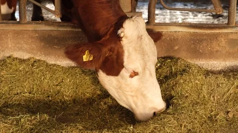 Dairy cow eats grass in the barn Stock Footage 294000775