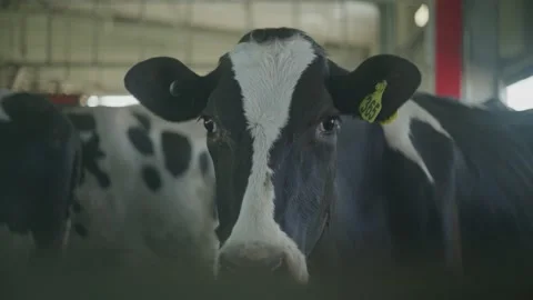 Dairy Cow Stock Footage 219720423