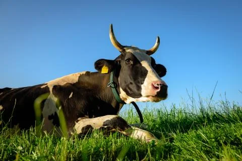 Dairy cow on the grass Foto stock