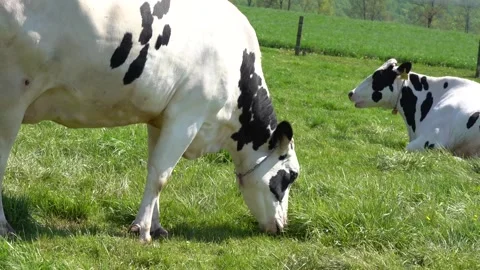 Dairy Cow Grazing in Field Stock Footage 334514063