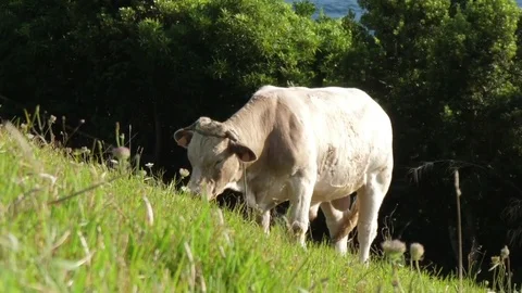 Dairy cow grazing in green field in azores portugal Stock Footage
