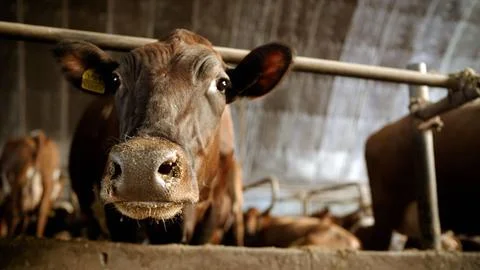 Dairy cow looking at camera inside barn Stock Photos