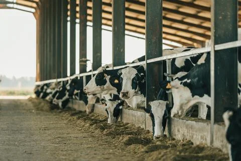 Dairy cow looks at the camera while other cows are eating hay in a cattle farm. Stock Photos