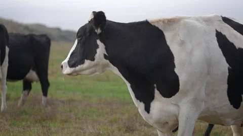 Dairy Cow Medium Vídeos de archivo 97606489