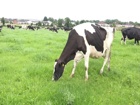 Dairy cow munching grass. Видео 82256363