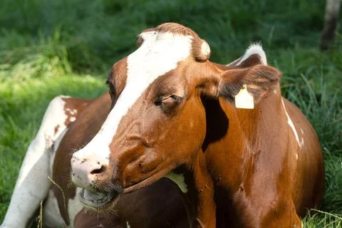 Dairy cow in the pasture while ruming Stock Photos