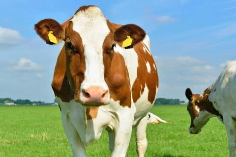 Dairy cow Foto stock