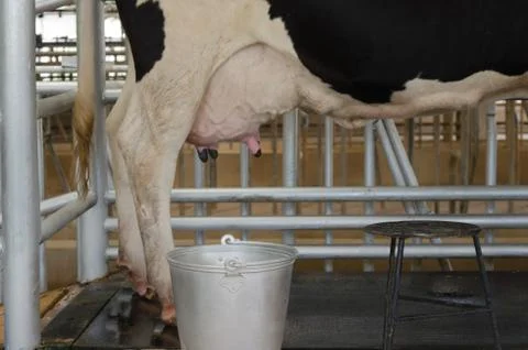 Dairy cow Stock Photos