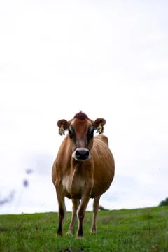 Dairy Cow Stock Photos