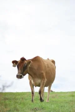 Dairy Cow 스톡 사진