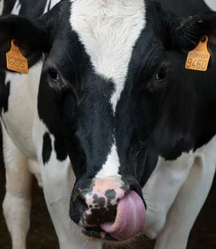 Dairy cow Stock Photos