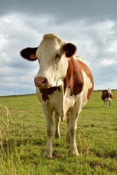 Dairy cow Foto stock