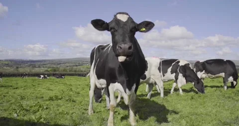 Dairy cow single in herd head up. gimbal Vidéo 149114805